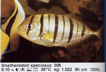 Gnathanodon speciosus